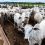 Featured In: Growing Amr Concerns Spotlight Probiotic Feed Additives In Feed And Additive Magazine