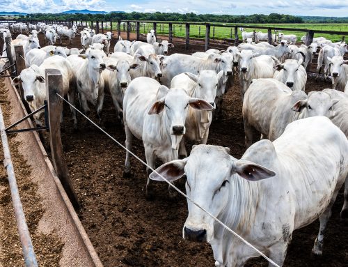 FEATURED IN: Growing AMR concerns spotlight probiotic feed additives in Feed and Additive Magazine
