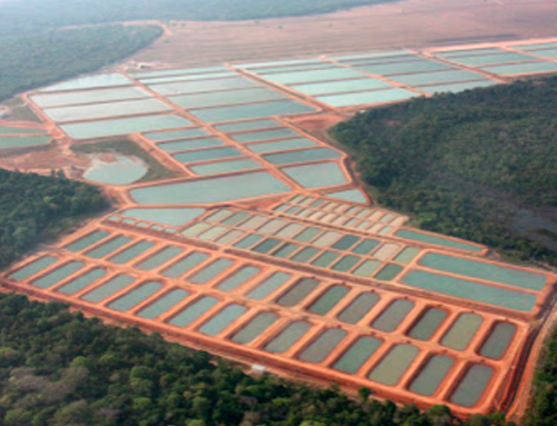 PRESS RELEASE: Bionetix® Technologies Improve Fish Growth and Water Quality in Extended Aquaculture Trials