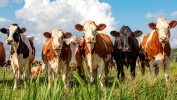 Nutrition For Livestock