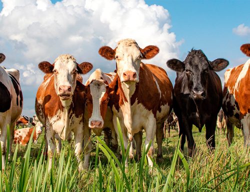 NEWS ALERT: Feeding the Future: Next-Level Nutrition for Livestock