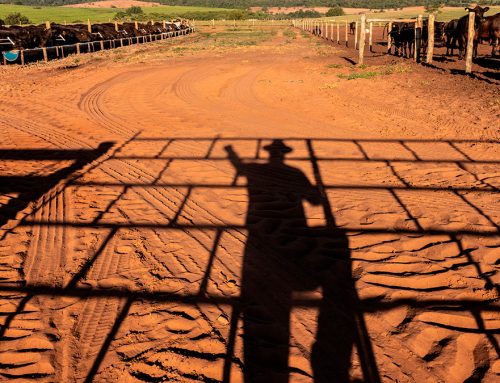 PRESS RELEASE: Probiotic Feed Additives Offer Antibiotic-Free Path to Livestock Health and Performance