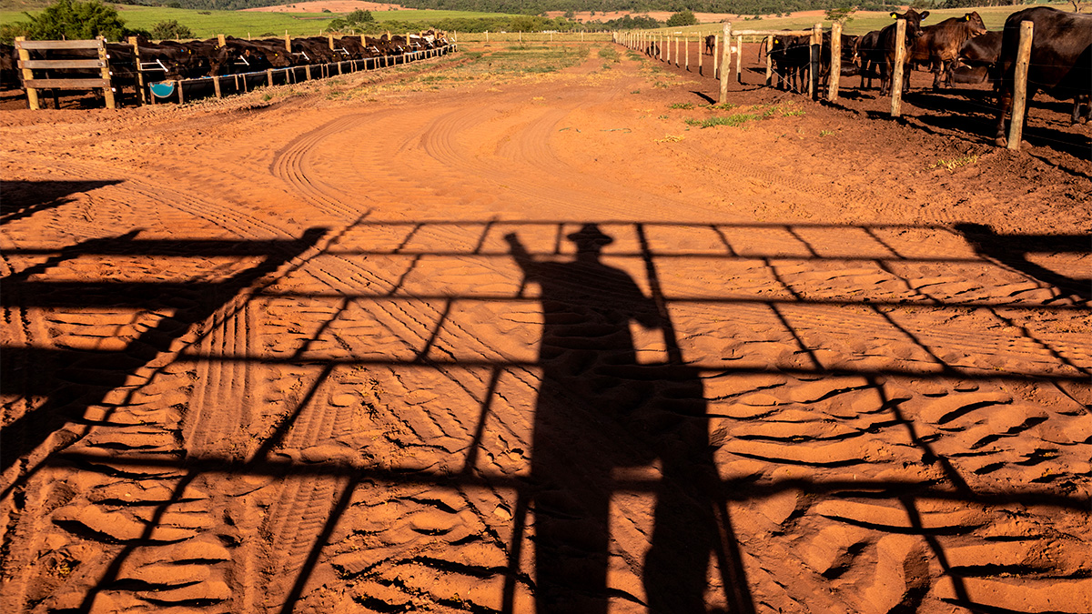 Probiotic Feed Additives Offer Antibiotic Free Path To Livestock Health And Performance Web - Cortec Corporation