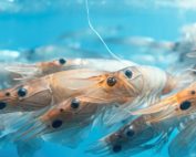 Probiotics For Cleaner 820X394 1 - Cortec Corporation