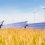Featured In: Boosting Wind And Solar Power With Corrosion Prevention Featured In Ipcm Magazine