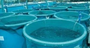 Aqua Feed - Cortec Corporation