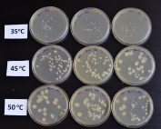 Bacterial Growth