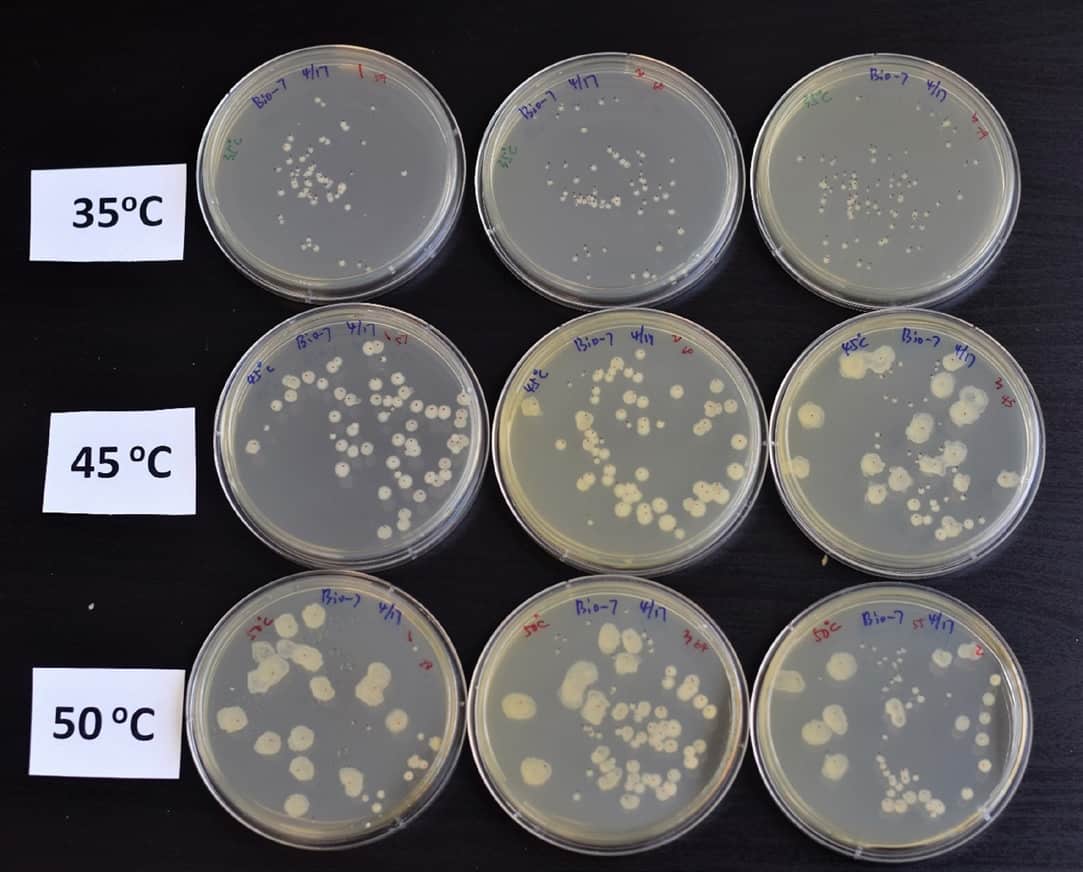 petri dish bacteria growth