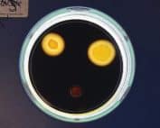 Bio Enzym - Cortec Corporation