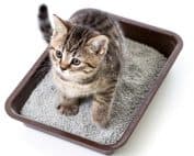 Cat Litter Pr - Cortec Corporation