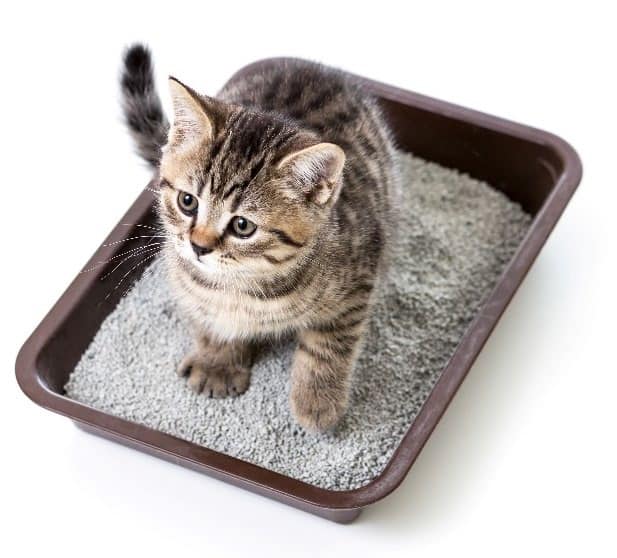 Cat Litter Pr - Cortec Corporation