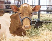 Cow_Image