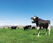 Large New Zealand - Cortec Corporation