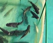 Fish Tank
