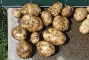 Potatoes Chs - Cortec Corporation