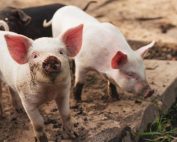 Swine Producers - Cortec Corporation