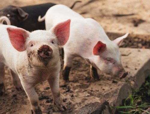 PRESS RELEASE: Biological Feed and Manure Solutions Offer Swine Producers Greater Efficiency Amid International Cost Pressures