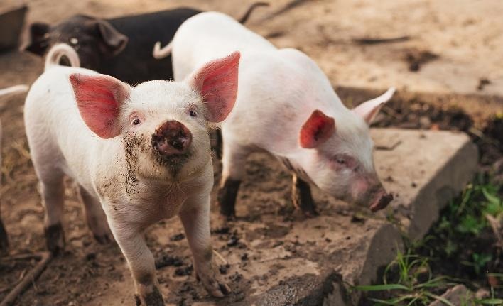 Swine Producers - Cortec Corporation